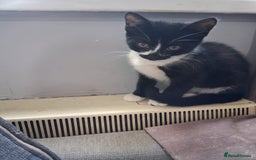 Mixed Breed cats for sale: Bonded kittens - Image 2