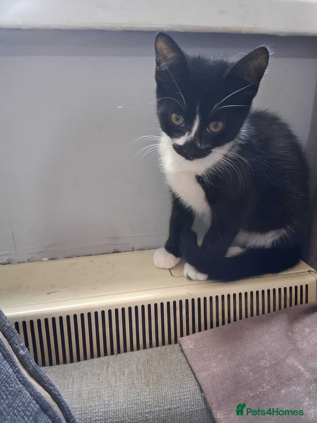 Mixed Breed cats for sale: Bonded kittens - Image 2