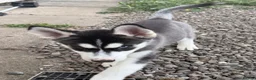 Siberian Husky dogs for sale: Siberian Husky Puppies  - Advert 12