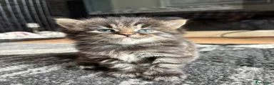 Ragdoll Kitten 2
