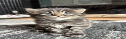 Mixed Breed cats for sale: Ragdoll x kittens  - Advert 8