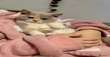 British Shorthair cats - Advert 1