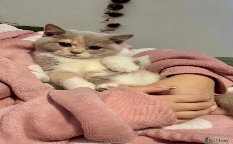 British Shorthair cats - Advert 9