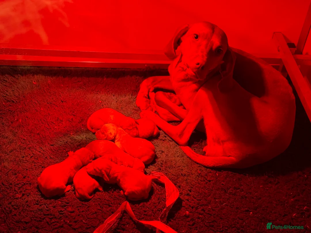 Hungarian Vizsla dogs for sale: Beautiful Kc registered litter available  - Advert 2