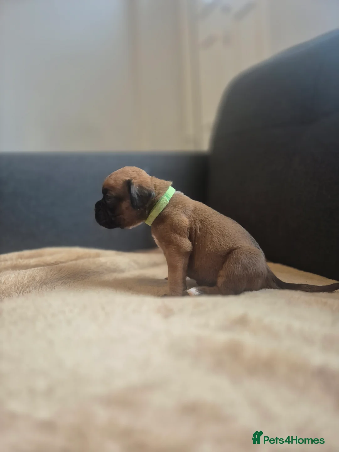 Boxer dogs for sale: STUNNING KC BOXER PUPPIES WITH CHAMPION BLOODLINES - Advert 21