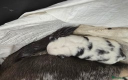 Pug dogs for sale: 3 pug puppies  - Image 2