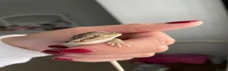 Bearded Dragon reptiles for sale: Beautiful female bearded dragon - Advert 8