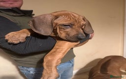 Rhodesian Ridgeback dogs for sale: Stunning Rhodisian Ridgeback Girls - Image 2