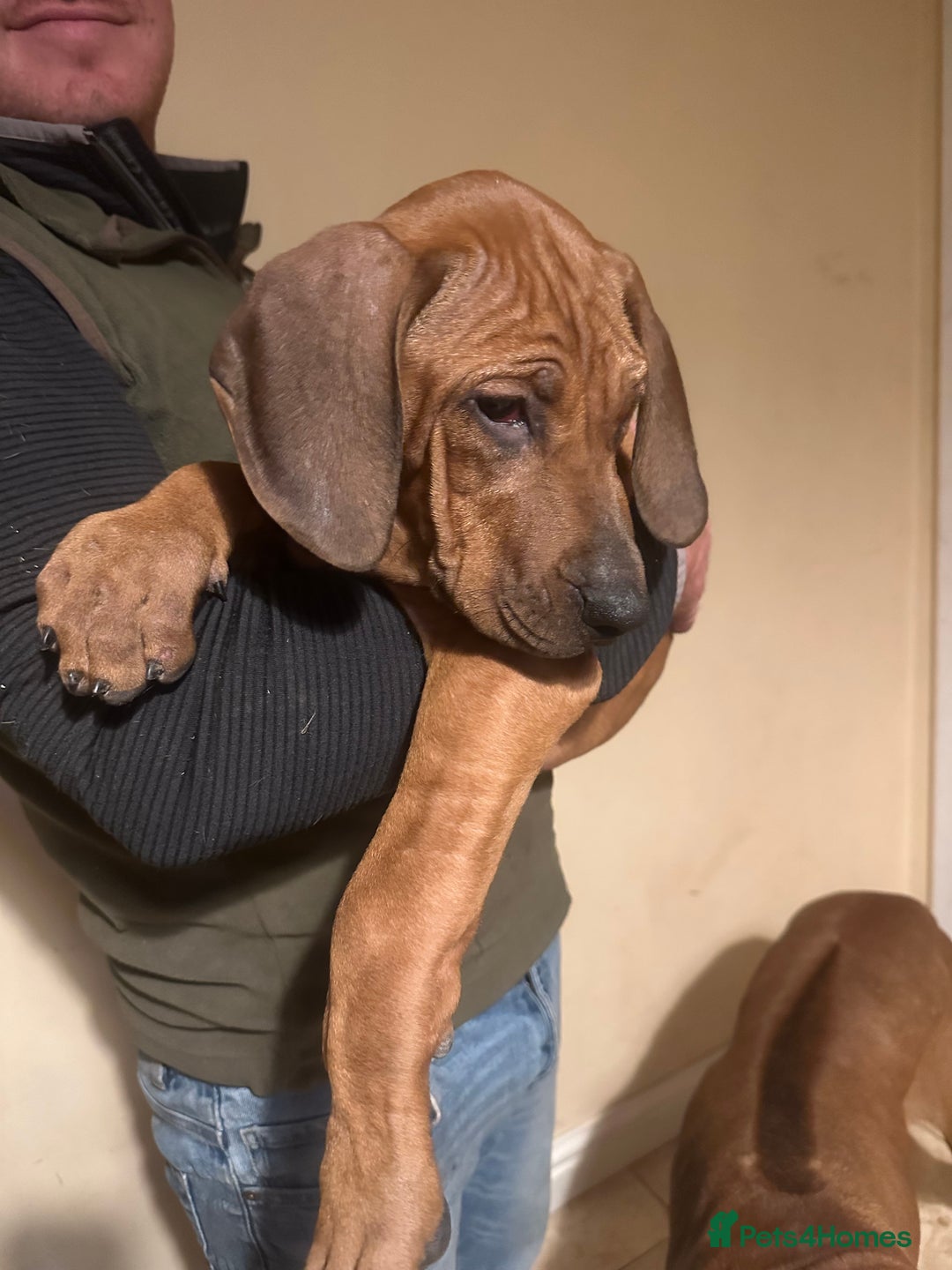Rhodesian Ridgeback dogs for sale: Stunning Rhodisian Ridgeback Girls - Image 2