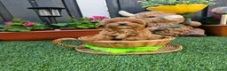 Maltipoo dogs for sale: F1B Maltipoo Rare Colours DNA Tested  - Advert 9
