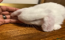 Mini Lop rabbits for sale: Mini Lop Bunnies for sale - Image 17