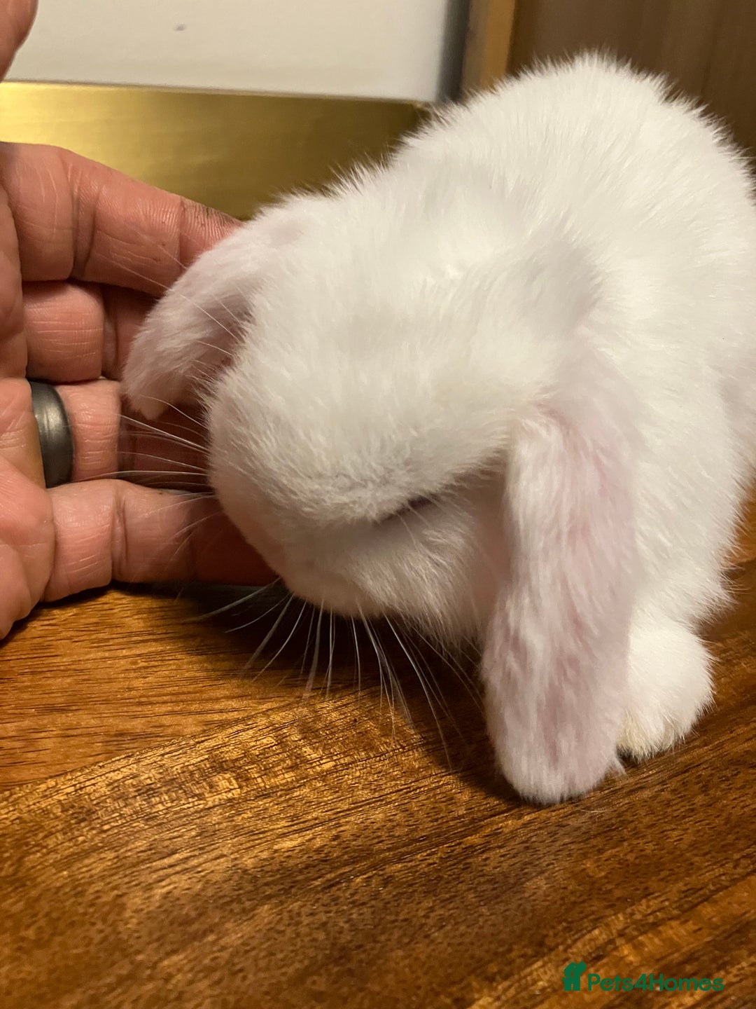 Mini Lop rabbits for sale: Mini Lop Bunnies for sale - Image 17