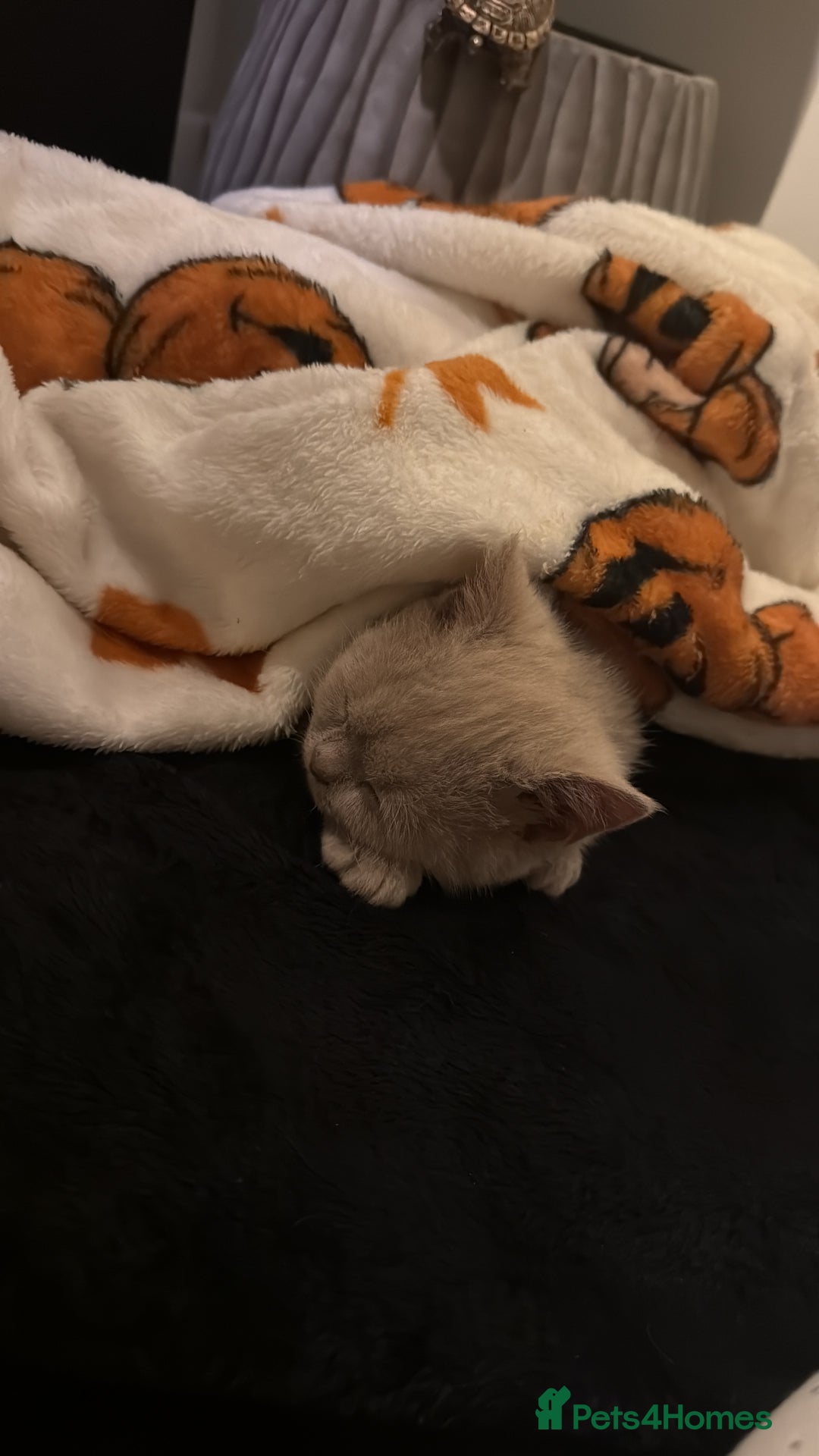 British Shorthair cats for sale: British short hair fawn  - Advert 1