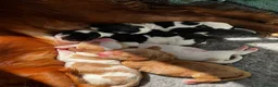 Cocker Spaniel dogs for sale: 5 cocker spaniels available  - Advert 12
