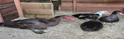 Ducks poultry for sale: Chocolate Muscovy Duck Hatching eggs - Advert 1