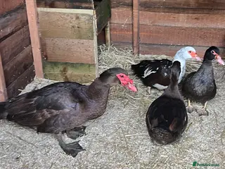 Ducks poultry Chocolate Muscovy Duck Hatching eggs - Advert 16