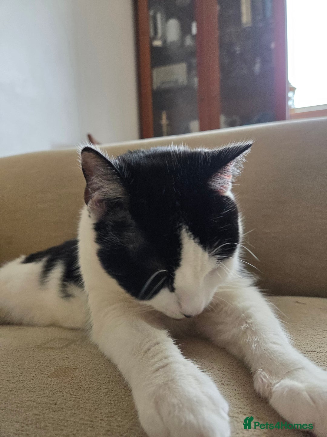 Mixed Breed cats for sale: Sonbul - Image 14