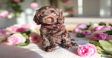 Cockapoo dogs - Advert 9