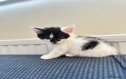 Domestic Shorthair cats for sale: short and long hair kittens ready to go - Image 4