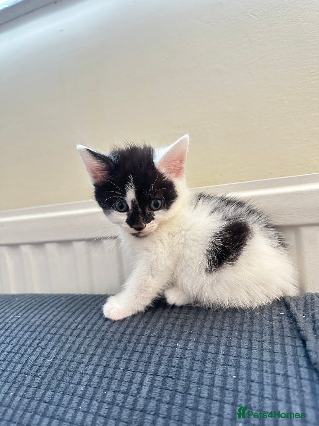 Domestic Shorthair cats for sale: short and long hair kittens ready to go - Image 4
