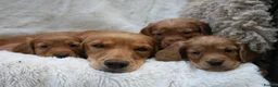 Cocker Spaniel dogs for sale: 🌟 EXCEPTIONAL COCKER SPANIEL PUPPIES 🌟 - Advert 6
