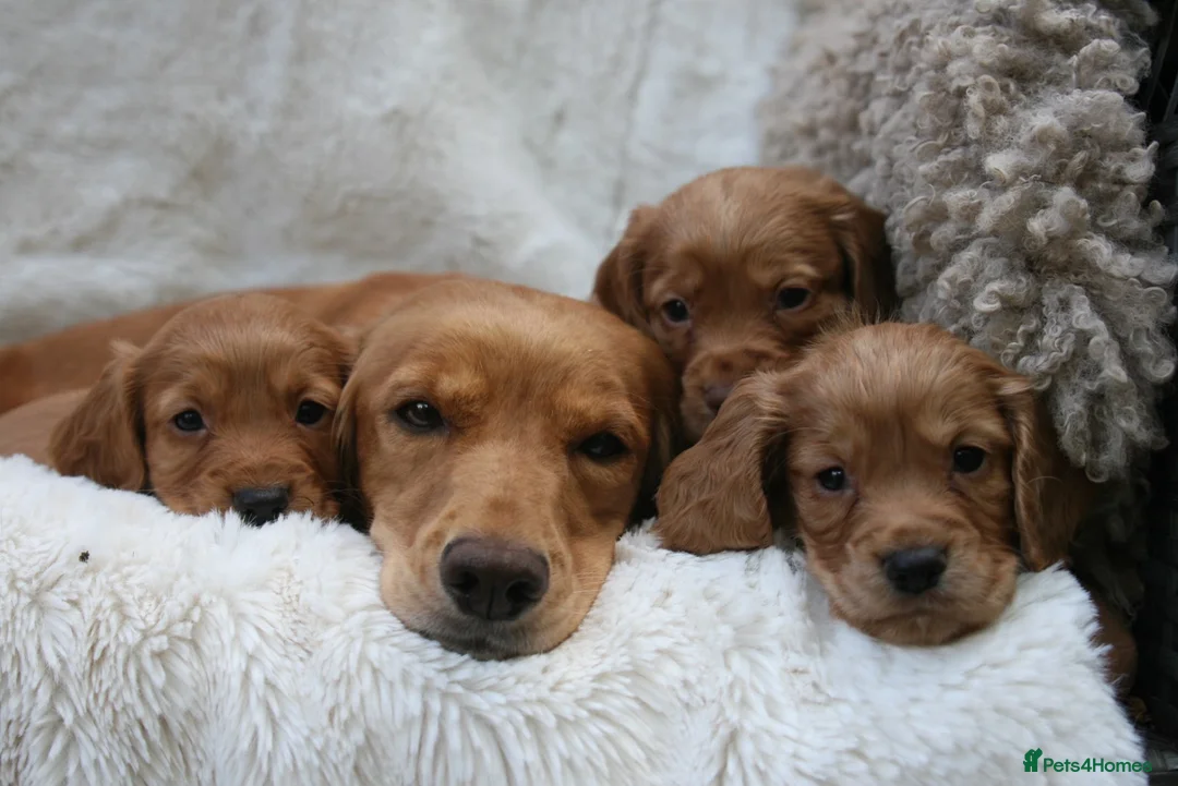 Cocker Spaniel dogs for sale: 🌟 EXCEPTIONAL COCKER SPANIEL PUPPIES 🌟 - Advert 6