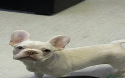 French Bulldog dogs for sale: french bulldog boy  - Advert 1