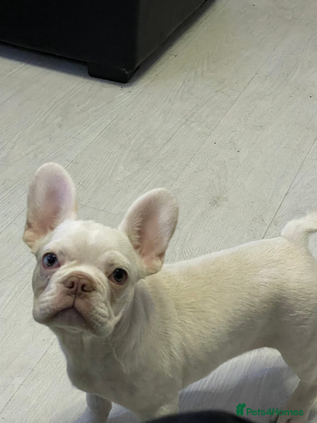 French Bulldog dogs for sale: french bulldog boy  - Advert 1