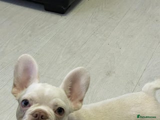 French Bulldog dogs for sale: french bulldog boy - Advert 1