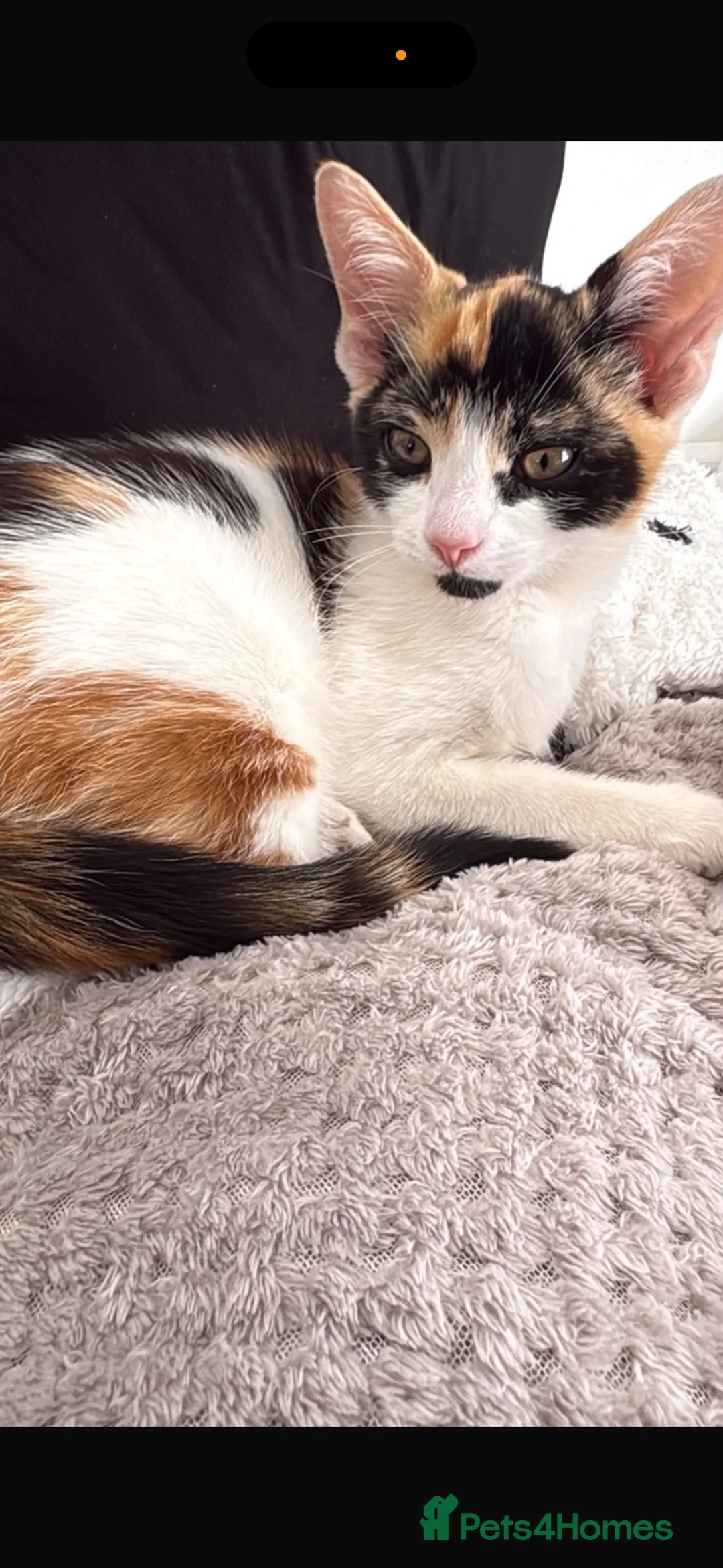 Mixed Breed cats for sale: Beautiful 15 week kitten - Advert 6