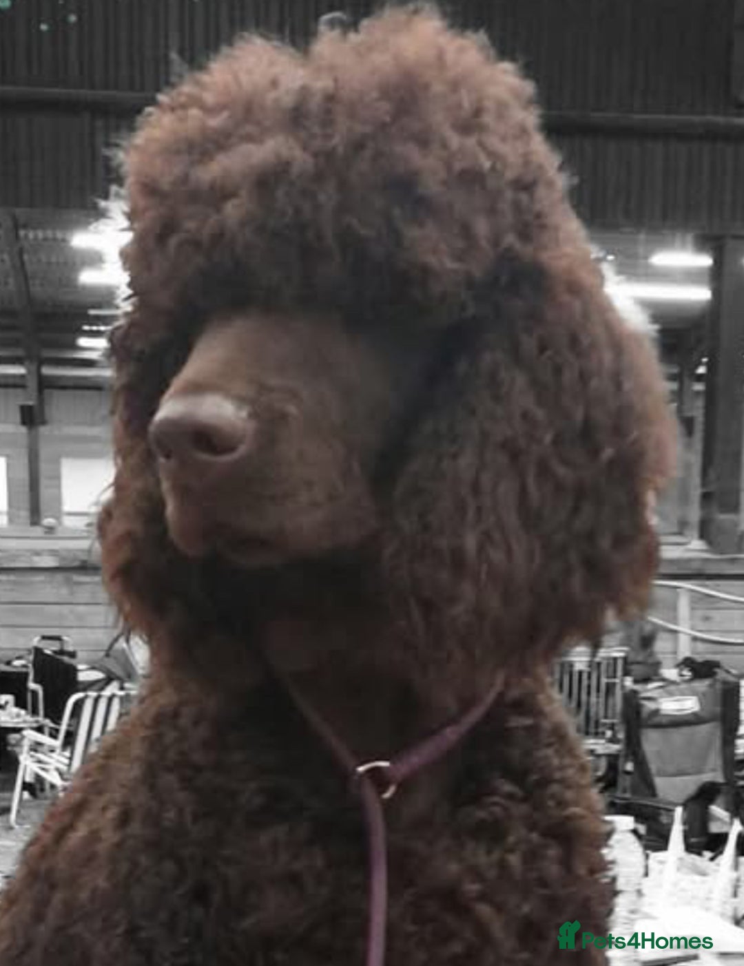 Irish Water Spaniel dogs for sale: Irish Water Spaniel Litter - Advert 14
