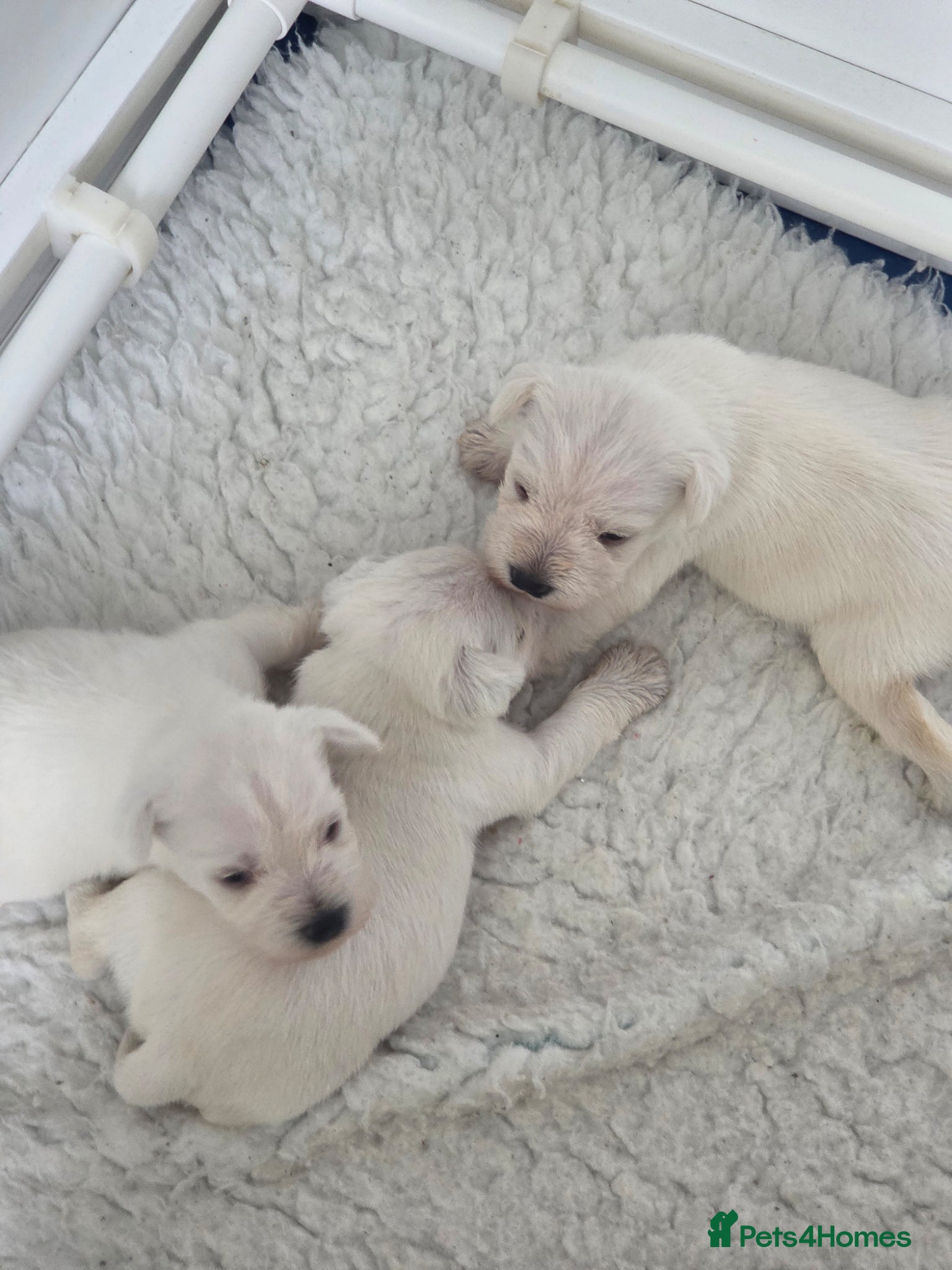 Miniature Schnauzer dogs White Miniature Schnauzer Puppies - Advert 2