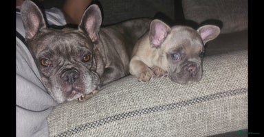French Bulldog dogs - Advert 9