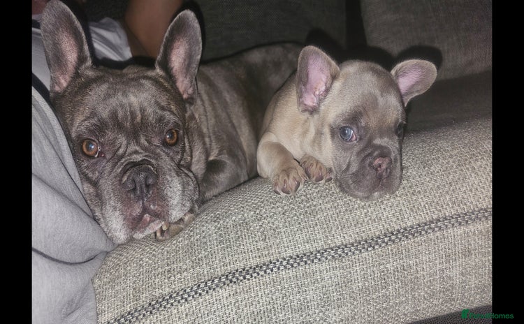 French Bulldog dogs - Advert 4