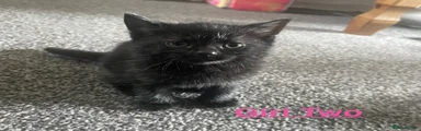 Mixed Breed Kitten 3