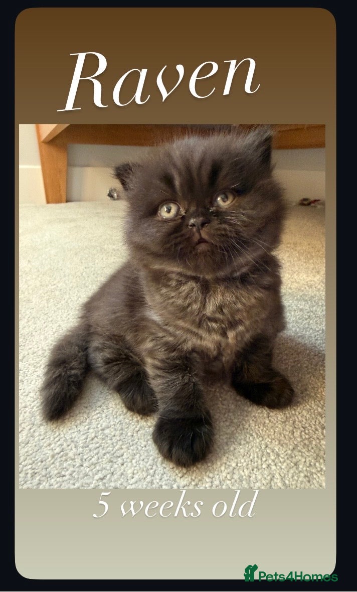 British Shorthair cats Stunning GCCF Registered British shorthair kittens - Advert 9