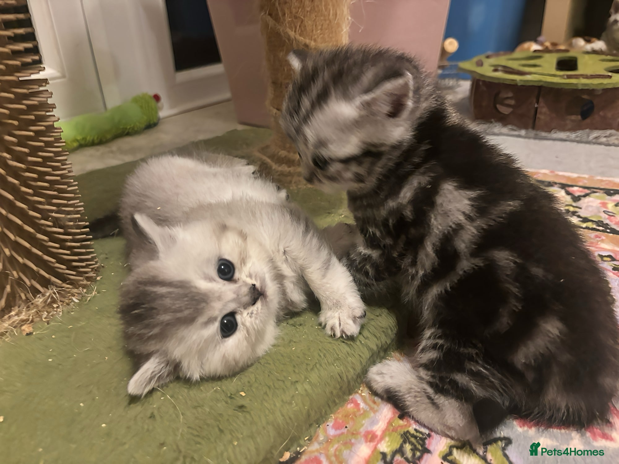 British Shorthair cats GCCF reg. BSH Silver Tabby & Chinchilla girls  - Advert 1