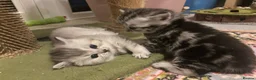 British Shorthair cats for sale: GCCF BSH silver tabby and silver chinchilla girls - Advert 9