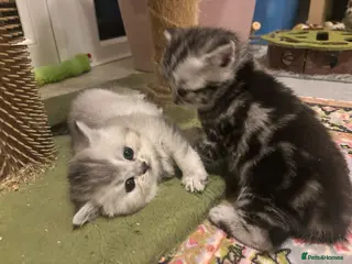 British Shorthair cats GCCF reg. BSH Silver Tabby & Chinchilla girls - Advert 1