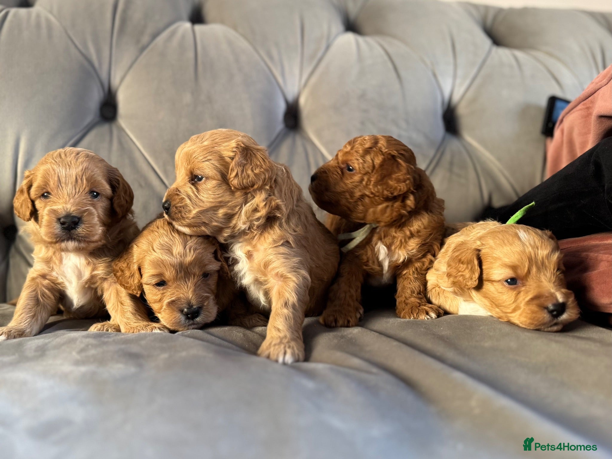 Cavapoo dogs Fully health checked, family raised Cavapoos - Advert 1