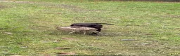 Cocker Spaniel dogs for sale: Working cocker spaniel puppies  - Advert 3