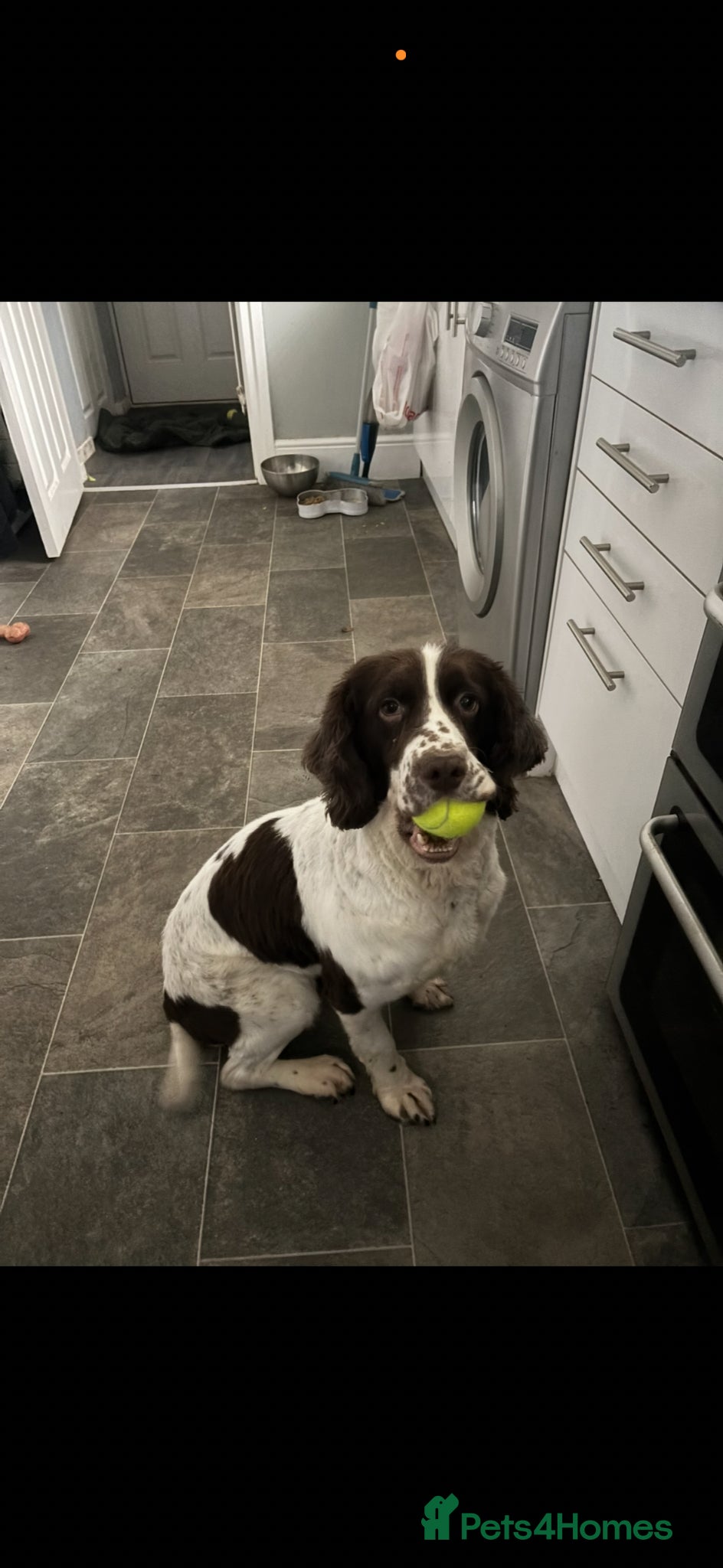 English Springer Spaniel dogs Springer spaniel  - Advert 17