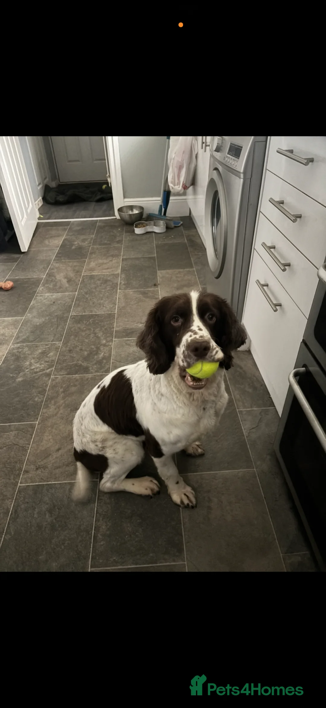 English Springer Spaniel dogs for sale: Springer spaniel  - Advert 1