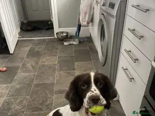 English Springer Spaniel dogs Springer spaniel - Advert 17