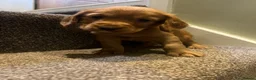 Cocker Spaniel dogs for sale: Working cocker spaniel kc registered boys only  - Advert 3