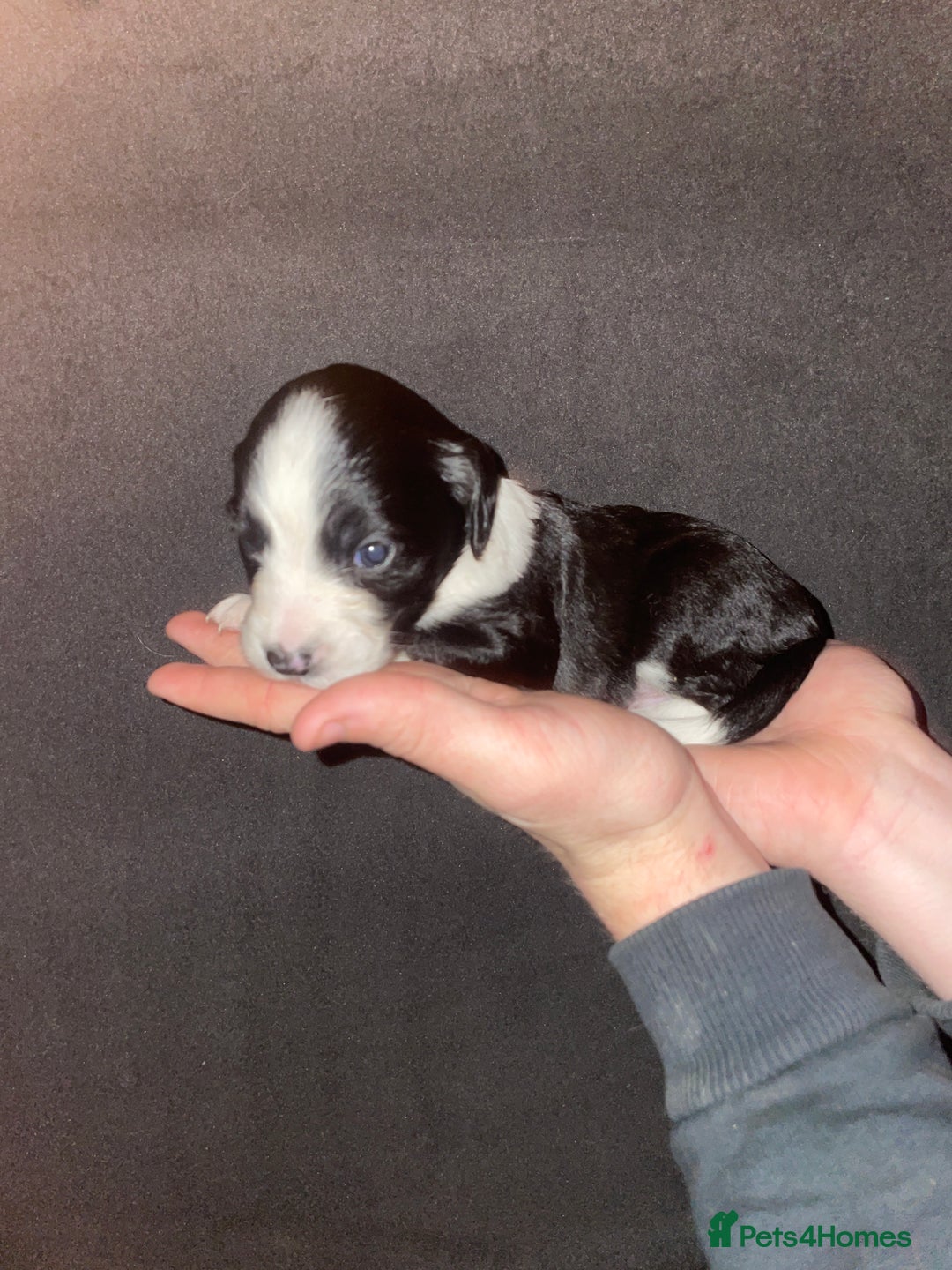 Mixed Breed dogs for sale: Gorgeous Sprockador puppy’s for sale - Image 14
