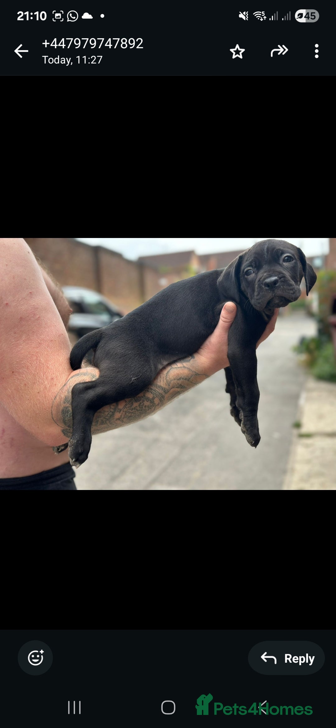 Cane Corso dogs for sale: Last 3 of the 10 cane cane corso puppys left  - Image 5