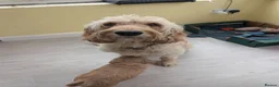 Mini Goldendoodle dogs for sale: Home-Raised F1b Miniature Goldendoodles - Advert 5