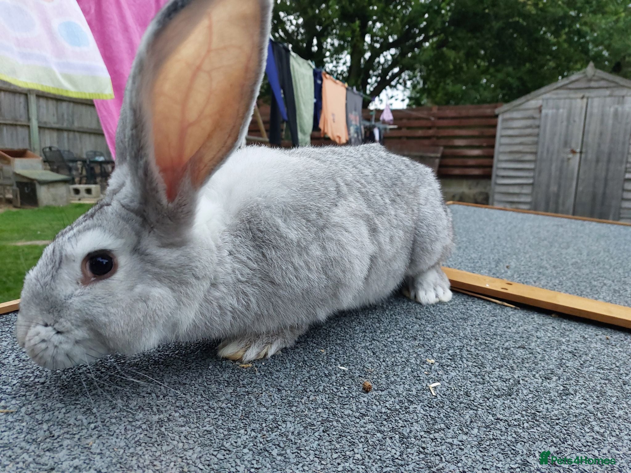 Continental Giant rabbits Young Male continental giant rabbit - Advert 2