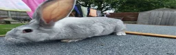 Continental Giant rabbits for sale: Young Male continental giant rabbit - Advert 2